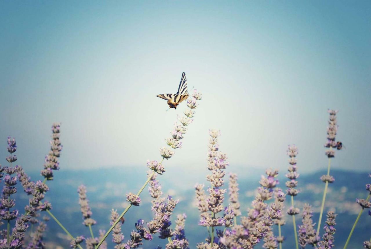 Vald'Aregos - Douro Hotel เรเซนด์ ภายนอก รูปภาพ