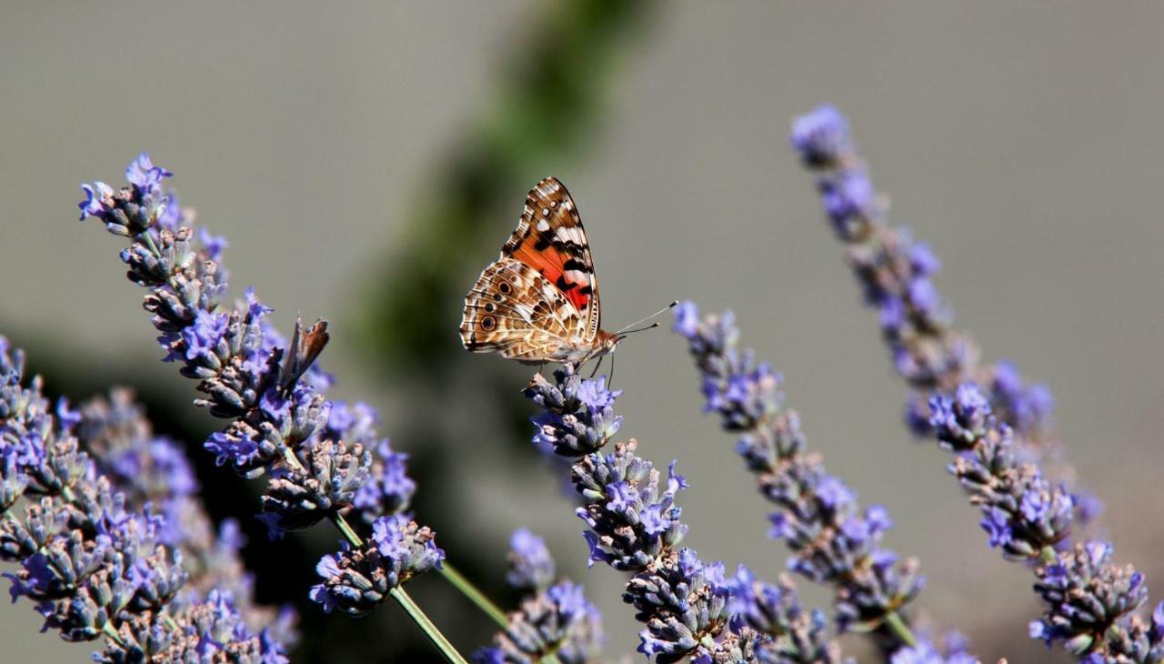 Vald'Aregos - Douro Hotel เรเซนด์ ภายนอก รูปภาพ